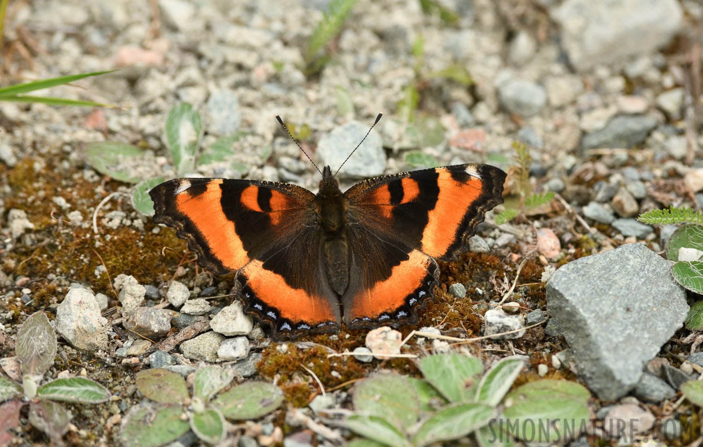 Aglais milberti [400 mm, 1/320 sec at f / 8.0, ISO 1000]